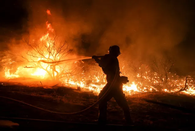 A firefighter battles the Blue Cut wildfire near Cajon Pass, north of San Bernardino, California on August 16, 2016. A rapidly spreading fire raging east of Los Angeles forced the evacuation of more than 82,000 people on August 16 as the governor of California declared a state of emergency. Despite the efforts of 1,250 firefighters with more on the way, none of the inferno was contained as of late on August 16 , state firefighting agency Cal Fire spokeswoman Lynne Tolmachoff told AFP. The wildfire poses “imminent threat to public safety, rail traffic and structures”, according to the website, which said 82,640 people fell under an evacuation warning. (Photo by Ringo Chiu/AFP Photo)