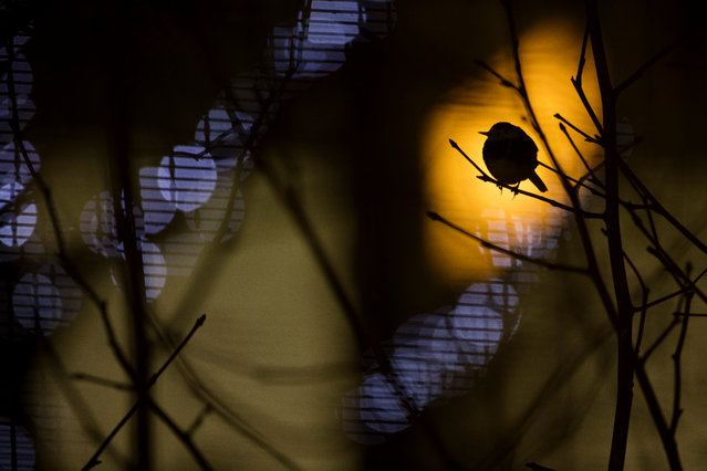 Overall and urban wildlife category winner: Daniel Trim, Heathrow roostings. “In winter, pied wagtails roost communally in urban areas, both for protection and for the additional warmth given off by buildings and lights. This extra degree or two can make the difference in harsh weather. Here, a single individual out of hundreds is silhouetted by the lights of Terminal 5 at Heathrow airport”. (Photo by Daniel Trim/British Wildlife Photography Awards 2017)