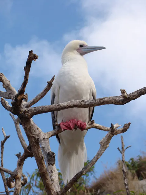 Red-Footed Booby