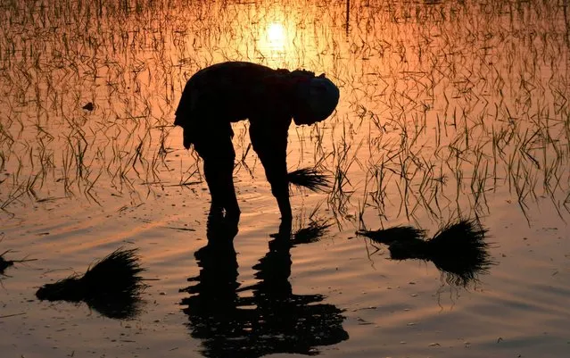 A farm worker plants seedlings at a paddy field near India Pakistan Wagah Border, about 35 km from Amritsar on June 16, 2020. (Photo by Narinder Nanu/AFP Photo)
