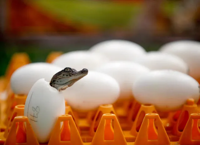 A crocodile hatches from egg at the reopened Sriracha Tiger Zoo in Sriracha, Chonburi province, Thailand, 12 June 2020. The Tiger Zoo reopened and offered the free entry to attract visitors from 12 to 30 June 2020 in the effort to boost its income after being closed temporarily by coronavirus restrictions. (Photo by Rungroj Yongrit/EPA/EFE)