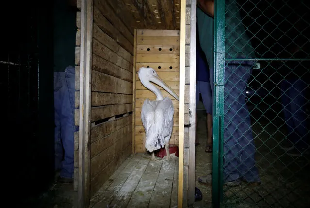 A pelican which was taken out of Gaza by Four Paws International sits inside a crate after arriving in Amman, Jordan, August 24, 2016. (Photo by Muhammad Hamed/Reuters)