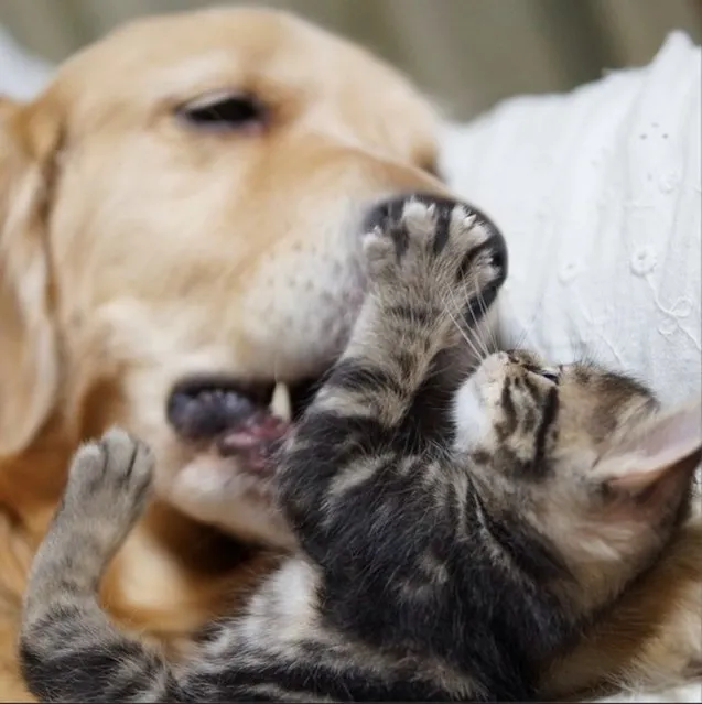 Golden Retriever Adopted A Kitten