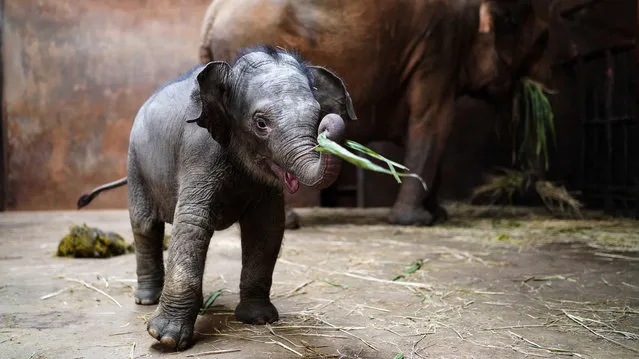 An Asian elephant calf rolls reed leaves with its trunk at Kunming Zoo on August 3, 2020 in Kunming, Yunan Province of China. The Asian elephant calf was born on June 10 at Kunming Zoo. (Photo by Kang Ping/China News Service via Getty Images)