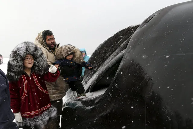 In this October 7, 2014, photo, Qaiyaan Aiken, second from left, walks his son along the giant mouth of the bowhead whale he harpooned, after making his way back to shore near Barrow, Alaska. The skills for the hunt are learned first by watching, and then by doing, as the tradition is passed forward. (Photo by Gregory Bull/AP Photo)