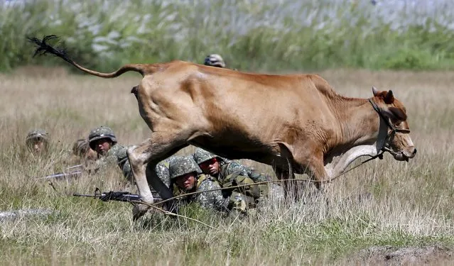 A cow runs past U.S. and Philippine marine troops as they take positions during assault exercises in joint drills aimed at enhancing cooperation between the allies at a Philippine Naval base San Antonio, Zambales October 9, 2015. (Photo by Erik De Castro/Reuters)