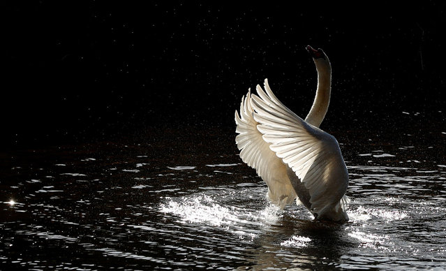A swan grooms itself on the River Wear in Durham, Britain, April 3, 2021. (Photo by Lee Smith/Reuters)