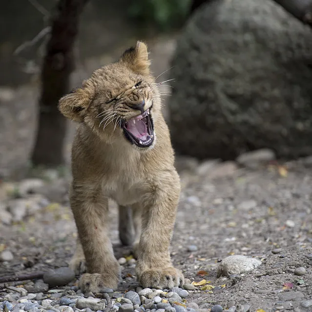 A young lion snarls in Basel zoo, Switzerland, October 14, 2015. Zoo Basel supports the Big Life Foundation, which works in the Amboseli-Tsavo ecosystem in Kenya to protect the Lions. The Zoo is also a participant in the EAZA Endangered Species Breeding Programme for African Lions. (Photo by Georgios Kefalas/EPA)
