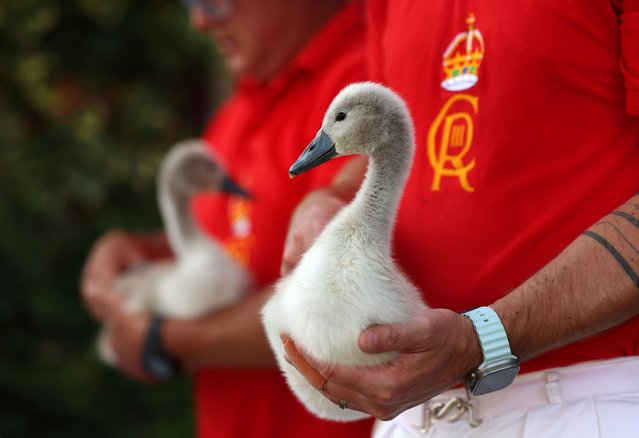 Swan Uppers hold cygnets after tagging them during the annual swan upping along the River Thames, west of London, Buckinghamshire, Britain, 16 July 2025. Swan Upping, an annual tradition of counting swans on the River Thames, plays an important role in the conservation of the mute swans, during which the King's Swan Warden collects data, assessing the health of young cygnets and examining them for any injuries. (Photo by Andy Rain/EPA)