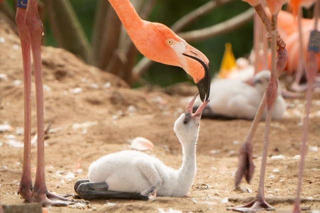 Dinner is served for a newly hatched flamingo at Chester Zoo in the last decade of July 2025. (Phoot by Chester zoo)