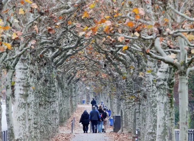 People walk along an alley of plane trees in Frankfurt, Germany, Monday, November 24, 2014. (Photo by Michael Probst/AP Photo)