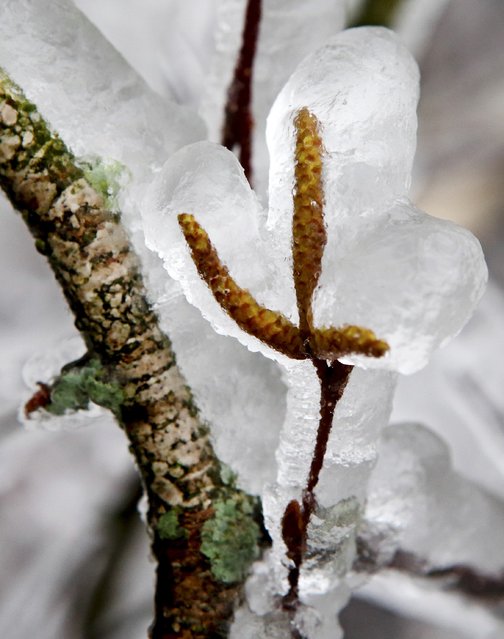 Ice covered leaves are pictured on a tress near Kottes in northern Austria, December 2, 2014. (Photo by Heinz-Peter Bader/Reuters)