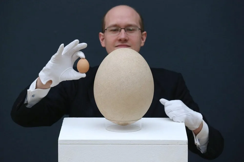 A Rare and Completely Fossilised Elephant Bird Egg is Displayed Ahead of Auction at Christie's