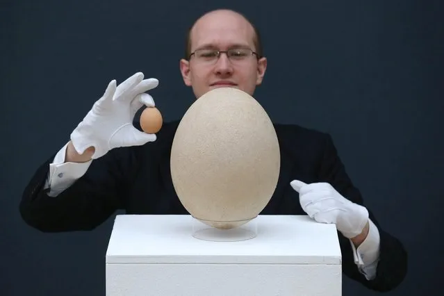 James Hyslop, a Scientific Specialist at Christie's auction house examines a complete sub-fossilised elephant bird egg, next to a chicken's egg, on March 27, 2013 in London, England. The elephant bird egg is expected to fetch 30,000 GBP when it features in Christie's “Travel, Science and Natural History” sale, which is to be held on April 24, 2013 in London.  (Photo by Oli Scarff)