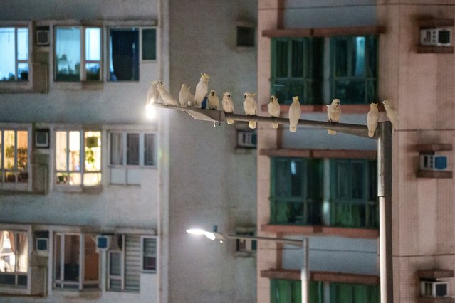 This picture taken on July 30, 2025 shows several yellow-crested cockatoos resting atop a light pole in the Sai Ying Pun neighbourhood in Hong Kong. Above the teeming shopping streets of Hong Kong's Causeway Bay district, a fight to save one of the world's most endangered species is unfolding high in the branches of a decades-old cotton tree. Nestled among its sprawling boughs is a nest box designed for the yellow-crested cockatoo, of which only 1,200 to 2,000 remain in the world. (Photo by Yan Zhao/AFP Photo)