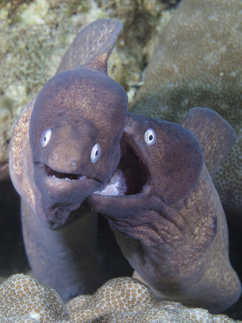 A pair of white-eyed moray eels peer out of a crevice in a reef community off the coast of Puerto Galera, Philippines. While these morays are predators that readily feed on a variety of fishes, crustaceans, and mollusks, they are not aggressive, and they are often misunderstood due to their method of respiration. Unlike most fishes, morays need to open and close their mouths repeatedly to pump oxygen-rich water over their gills. Their fierce-looking behavior gives them a reputation for being much more vicious than they are. (Photo by Marty Snyderman/Caters News Agency)