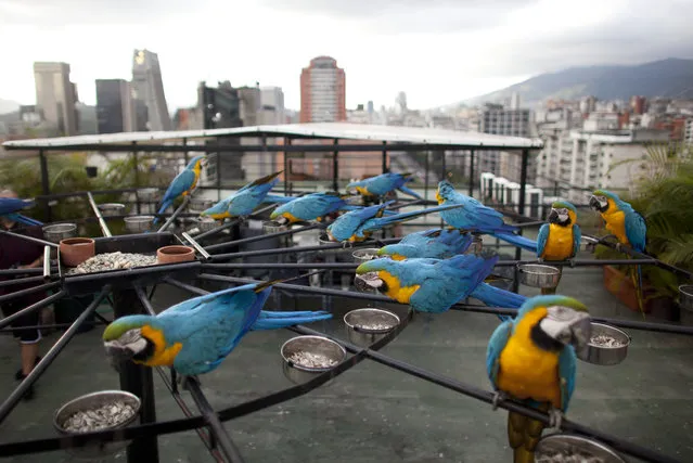 In this November 24, 2014 file photo, macaws eat perched on a circular platform with 58 feeder bowls on the roof of an apartment building in Caracas, Venezuela. City resident and bird lover, Ivo Contreras built the circular platform to attract the macaws. “For me, it's a pleasure to see them come every day ... to share a space with them where you can recharge and find harmony”, said Contreras, 44, who is a stylist for the Miss Venezuela beauty contest. (Photo by Ariana Cubillos/AP Photo)