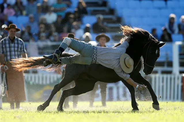 A gaucho is unseated by an untamed horse during the Creole week celebrations in Montevideo, Uruguay on March 26, 2018. (Photo by Andres Stapff/Reuters)