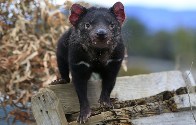 A Tasmanian Devil looks on at the Save The Tasmanian Devil Program (STTDP) Intensive Management Facility in Cressy, Tasmania, Australia, 11 April 2017. The facility is the largest captive breeding facility of the Devil and houses between 30 to 100 of the endangered Tasmanian Devils, the world's largest marsupial carnivore, found only in Tasmania. Disease free, gentically diverse populations of Devils have been bred in five bio-secure sites with some released back into the wild to rebuild wild populations and continue research after the spread of a nearly 100 percent fatal contagious cancer called Devil Facial Tumor Disease (DFTD) that has reduced overall Devil numbers by 80 percent. The STTDP’s program focuses on rebuilding wild populations, establishing devil recovery zones, population monitoring, field research and research and development of immunization techniques. (Photo by Barbara Walton/EPA)