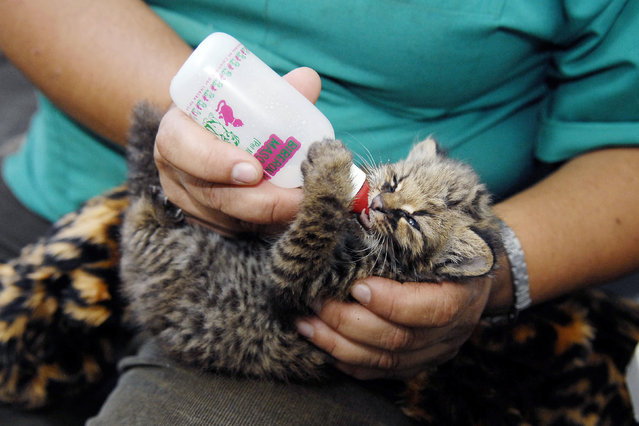 A vet feeds a cub of guina cat (Leopardus guigna) in a rescue center in at Concepcion city, Chile February 1, 2014. The guina cat is known as the America's smallest wildcat and is in danger of extinction. The cub was found abandoned at a wood nearby the city. (Photo by Jose Luis Saavedra/Reuters)