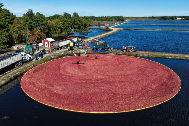 Workers harvest cranberries at Pine Island Farm during the annual cranberry harvest, where they wade through flooded bogs to collect bright red berries as the town celebrates the Cranberry Harvest Festival with tours, local food, and traditions, in Chatsworth, United States, on October 19, 2025. (Photo by Lokman Vural Elibol/Anadolu via Getty Images)