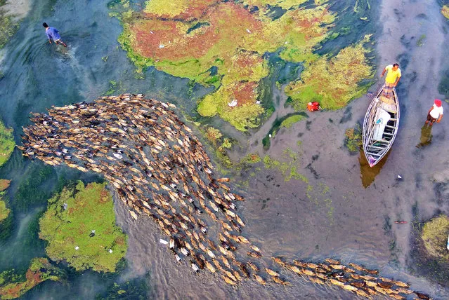 These photographs of hundreds of ducks following their leader down a river are truly mesmerizing. Rafeur Rahman of Bangladesh climbed a high bridge and saw hundreds of ducks apparently playing a game of follow the leader. More than 500 ducks live on the river, where the mosses and snails provide the perfect habitat. Here: Rafeur Rahman, of Bangladesh, climbed onto a high bridge in Bangladesh, where he saw hundreds of ducks apparently playing a game of follow the leader. (Photo by Rafeur Rahman/Caters News Agency)