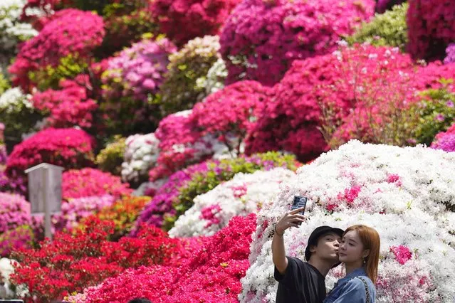 Visitors take a selfie among azalea blossoms at Nezu Shrine on a mild spring day Tuesday, April 11, Tokyo. In the Shinto beliefs, Nezu Shrine was built about 1900 years ago, and it's considered one of the oldest shrines in Tokyo. (Photo by Eugene Hoshiko/AP Photo)