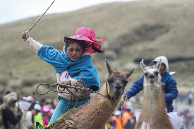 Milena Jami whips her llama to win the first place in the a race for children of ages seven and eight at the Llanganates National Park, Ecuador, Saturday, February 8, 2020. Wooly llamas, an animal emblematic of the Andean mountains in South America, become the star for a day each year when Ecuadoreans dress up their prized animals for children to ride them in 500-meter races. (Photo by Dolores Ochoa/AP Photo)