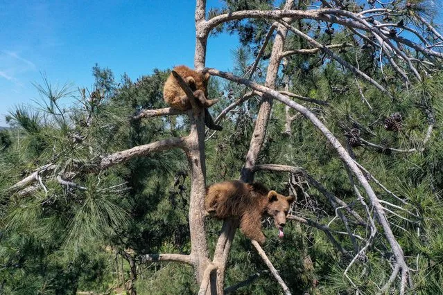 Bears, waking up from hibernation, are seen at the Ovakorusu Celal Acar Wildlife Rescue and Rehabilitation Center in the Karacabey district of Bursa, Turkiye on May 02, 2023. 71 brown bears, 63 of them adult, brought from different regions of Turkiye and unable to live in nature live in the this center on an area of ââ10 hectares, which was opened in 1996 as part of the “Freedom for the Bears Project” under the 2nd Regional Directorate of the Ministry of Agriculture and Forestry. Feeding and special care programs are applied to bears waking up from hibernation. (Photo by Sergen Sezgin/Anadolu Agency via Getty Images)