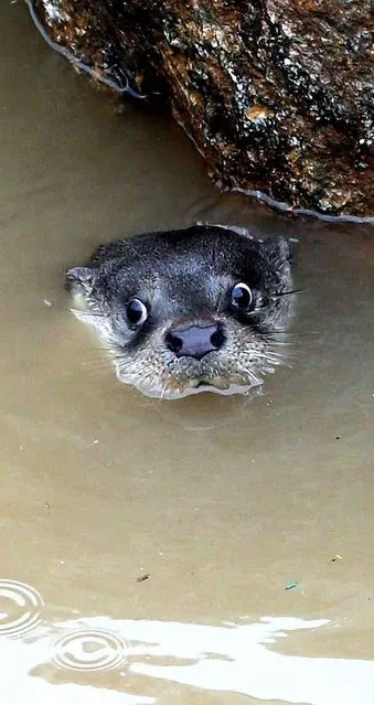 South Korea has opened its first research center on otters. The center was opened to preserve and protect the otters. (Photo by Yonhap News/NEWSCOM/SIPA)