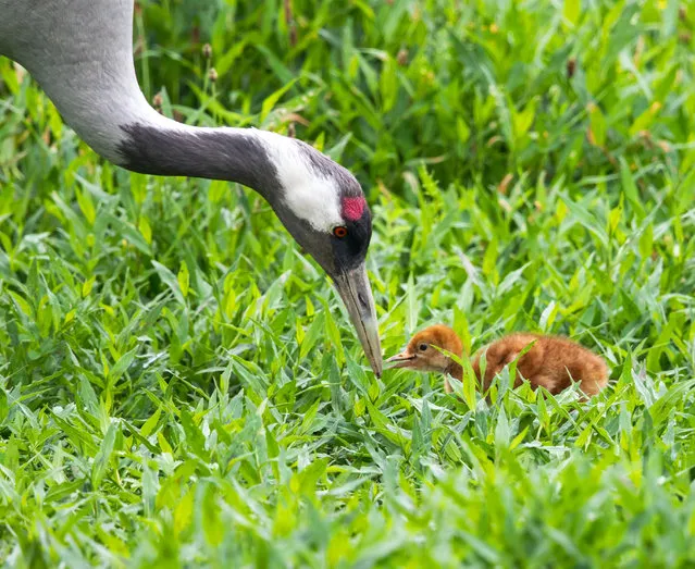 A common crane with chick, WWT Slimbridge, Gloucester, UK. (Photo by Phillip Cull/Alamy Stock Photo)