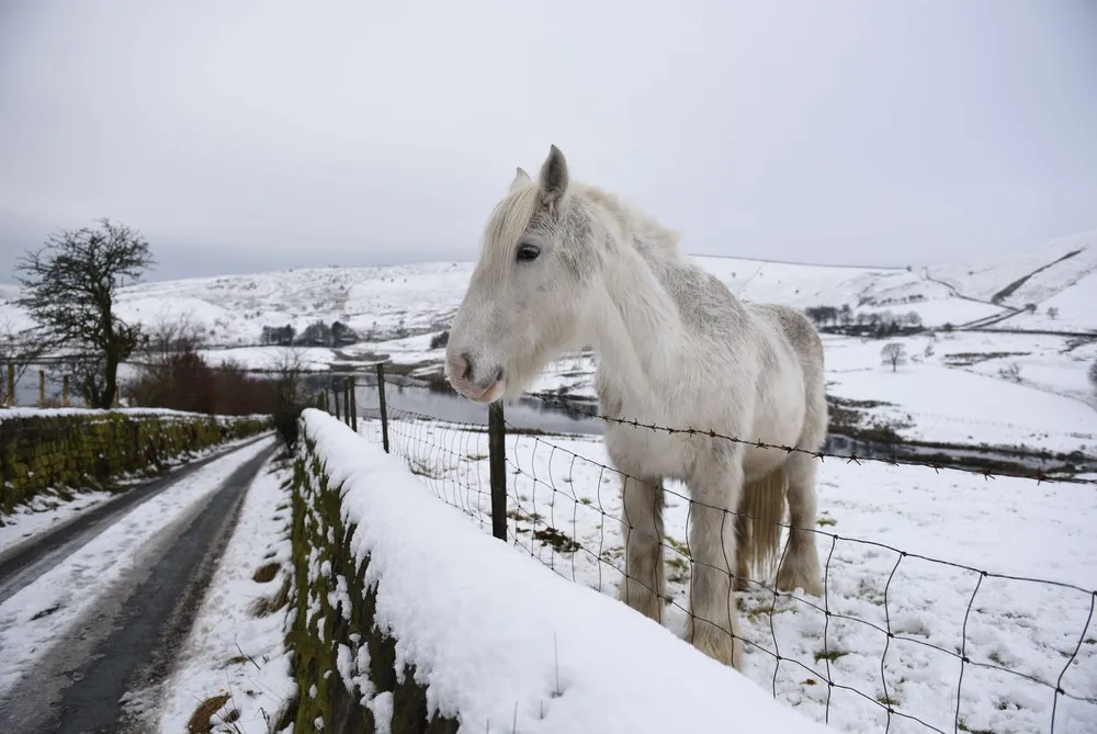 The Week in Pictures: Animals, January 16 – January 22, 2015