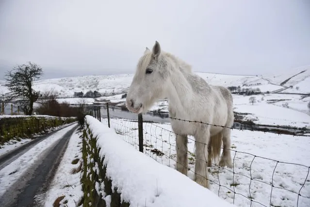 A horse stands in a snow covered field above Castleshaw Lower Reservoir near the village of Delph, in northern England, on January 19, 2015. Weather forecasters warned the cold temperatures, below the seasonal average, could continue until later in the week. (Photo by Oli Scarff/AFP Photo)