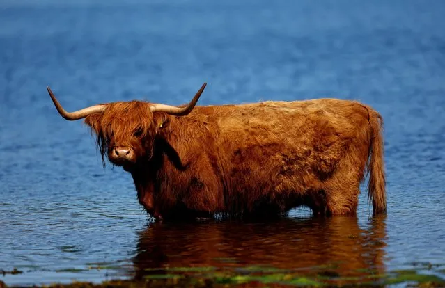 Highland cattle wade in Loch Etive, Connel, Scotland, Britain on June 15, 2023. (Photo by Carl Recine/Reuters)