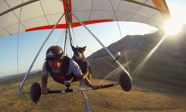 Dan McManus and his service dog Shadow hang glide together outside Salt Lake City, Utah, July 22, 2013. (Photo by Jim Urquhart/Reuters)