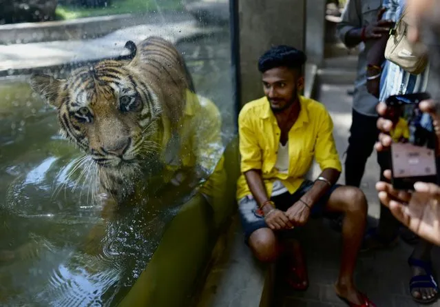 A man poses for a photo sitting outside the glass cage of a Bengal Tiger, at the national zoological garden in Colombo, Sri Lanka, Tuesday, June. 27, 2023. (Photo by Eranga Jayawardena/AP Photo)