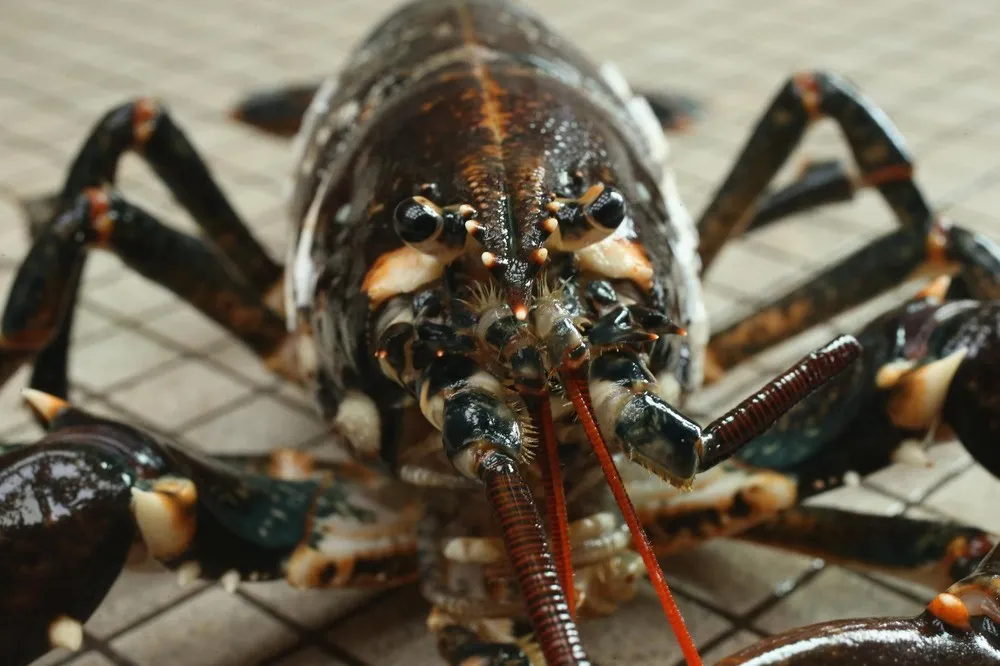 Scientists Release Lobsters to Repopulate Former Habitat
