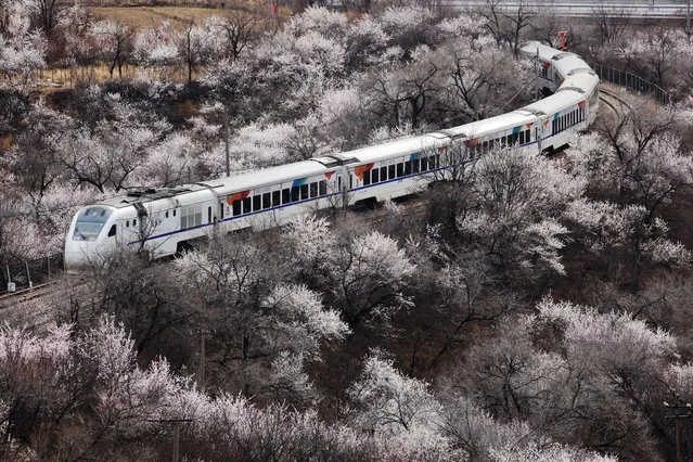 A bullet train runs through a sea of peach blossoms and apricot blossoms at the Juyongguan Pass of the Great Wall on March 22, 2021 in Beijing, China. (Photo by Ding Bangxue/Qianlong.com/VCG via Getty Images)
