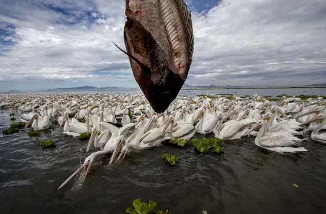 American white pelicans (Pelecanus erythrorhynchos) are fed with bycatch at Lake Chapala in Cojumatlan de Regules, Michoacan State, Mexico, on January 4, 2016. Thousands of white pelicans migrate from the United States and southern Canada to Mexico during winter. (Photo by Hector Guerrero/AFP Photo)