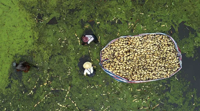 In this aerial picture, farmers harvest lotus roots in Haian in China's eastern Jiangsu province on September 12, 2018. (Photo by AFP Photo/Stringer)