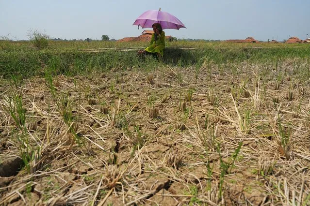 A dry rice field in Subang, West Java, Indonesia, on Saturday, July 29, 2023. Some Indonesian rice farmers are planting corn and other crops that require less water as the country braces for its most severe dry season since 2019, partly due to the return of the El Nino weather pattern. (Photo by Dimas Ardian/Bloomberg)