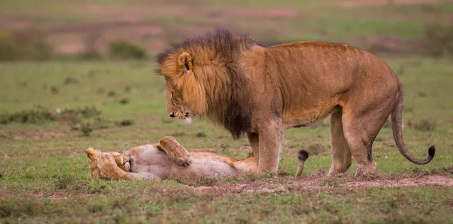 A lion and lioness together. (Photo by Maureen Toft/Barcroft Images/Comedy Wildlife Photography Awards)