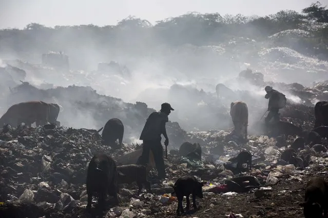 In this August 24, 2018 photo, pigs and cattle rummage near people scavenging the Truitier landfill for useful items to use or sell at in the Cite Soleil slum of Port-au-Prince, Haiti. The slum is the center of deadly cholera outbreaks as flat lands flood during the rainy season and become a breeding ground for disease-carrying mosquitoes. (Photo by Dieu Nalio Chery/AP Photo)