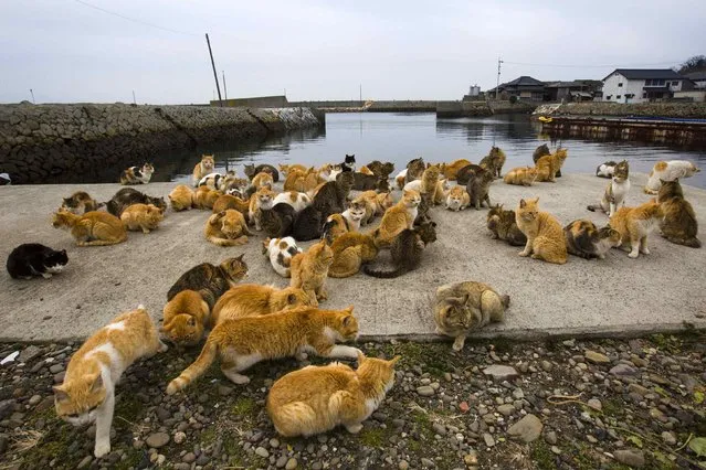 Cats crowd the harbour embankment on Aoshima Island in Ehime prefecture in southern Japan February 25, 2015. An army of cats rules the remote island in southern Japan, curling up in abandoned houses or strutting about in a fishing village that is overrun with felines outnumbering humans six to one. Picture taken February 25, 2015.REUTERS/Thomas Peter 