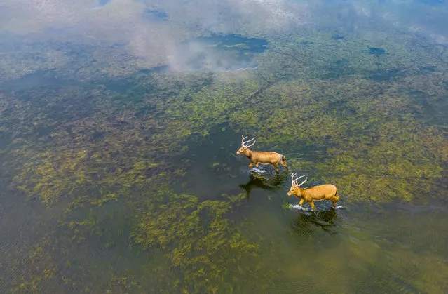 Wild elk, a Class I State-protected animal, run on the water surface of a tiaozini wetland in Yancheng City, Jiangsu Province, China on September 11, 2023. (Photo by Costfoto/NurPhoto/Rex Features/Shutterstock)