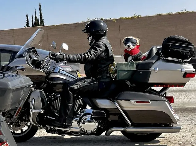A motorcyclist takes their dog for a ride down the 405 Freeway amid nice weather in in Los Angeles on Monday, September 25, 2023. (Photo by Allen J. Schaben/Los Angeles Times via Getty Images)