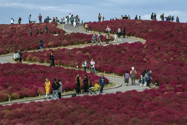 Visitors walk through a field of red Kochias (summer cypress) at Hitachi Seaside Park on October 19, 2018 in Katsuta, Japan. For just a brief period between early to mid October each year, the Kochias on Miharashi Hills in Hitachi Seaside Park turn from green to vivid red drawing tourists from around Japan and further afield who pose for photographs against the sea of crimson. (Photo by Carl Court/Getty Images)