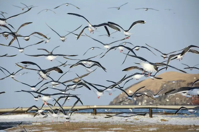 Seagulls fly above Krabozavodskoye settlement on the Island of Shikotan, one of four islands known as the Southern Kuriles in Russia and the Northern Territories in Japan, December 19, 2016. (Photo by Yuri Maltsev/Reuters)