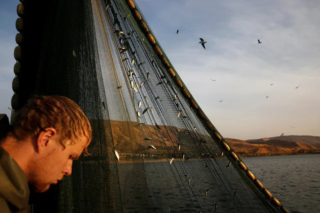 A Norwegian volunteer stands on a fishing boat as he works in the Sea of Galilee, northern Israel November 20, 2016. (Photo by Ronen Zvulun/Reuters)