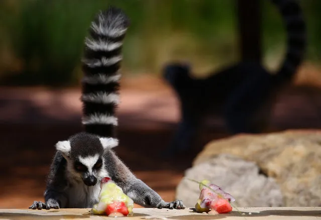 A ring-tailed Lemur inspects a frozen treat that resembles the shape of a Christmas tree during an annual Christmas event in which animals receive special food gifts at Sydney's Taronga Zoo in Australia, December 21, 2016. (Photo by David Gray/Reuters)